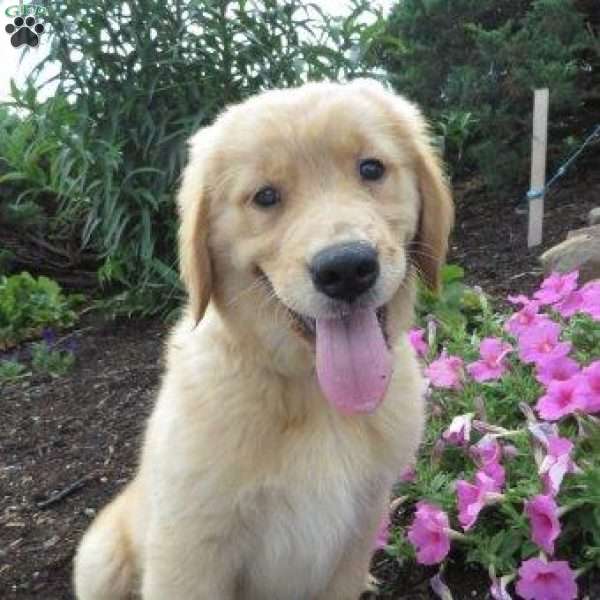 Rena, Golden Retriever Puppy